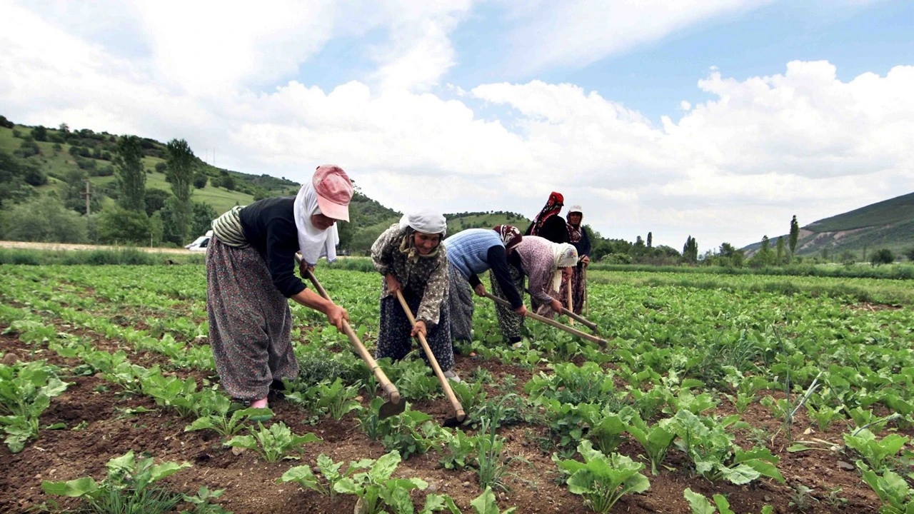 Tarım ve Orman Bakanlığından Çiftçilere Kurban Bayramına Özel Hibe Desteği! Başvuru Şartları Neler?