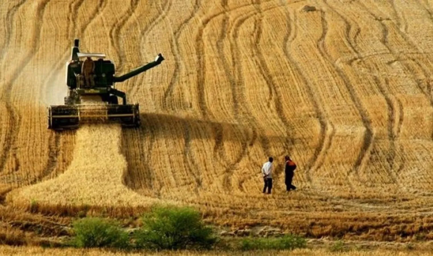 Tahıl üretiminde şok düşüş bekleniyor